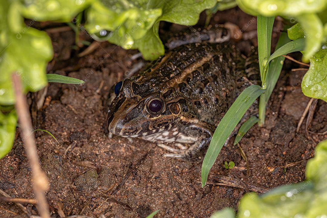 Miranda Sapo de lábios brancos da espécie Leptodactylus macrosternum
