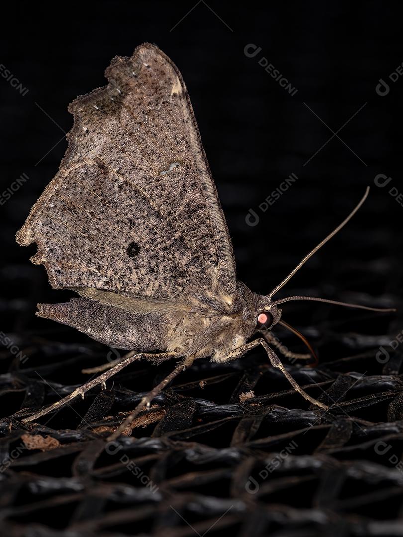 Inseto mariposa adulto da ordem lepidoptera