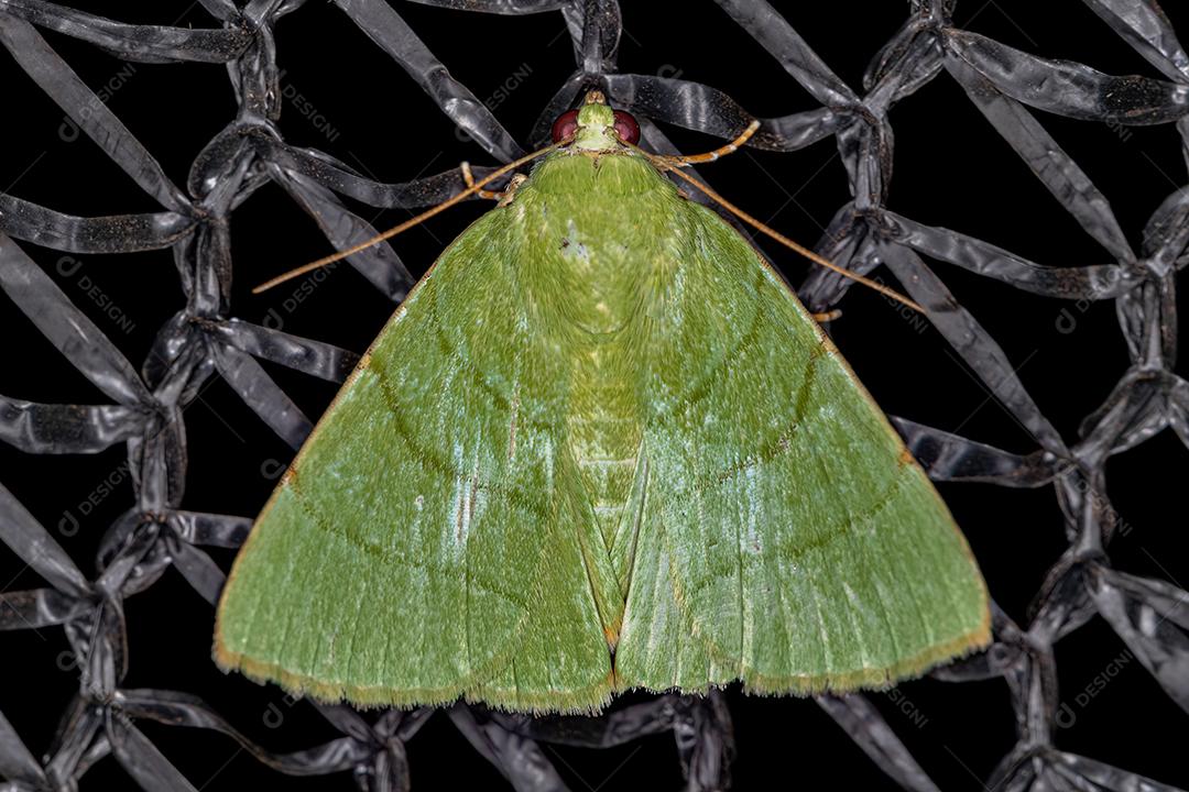 Mariposa adulta do gênero Eulepidotis