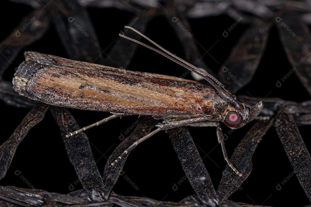 Mariposa adulta da broca do pé-de-milho da espécie Elasmopalpus lignosella
