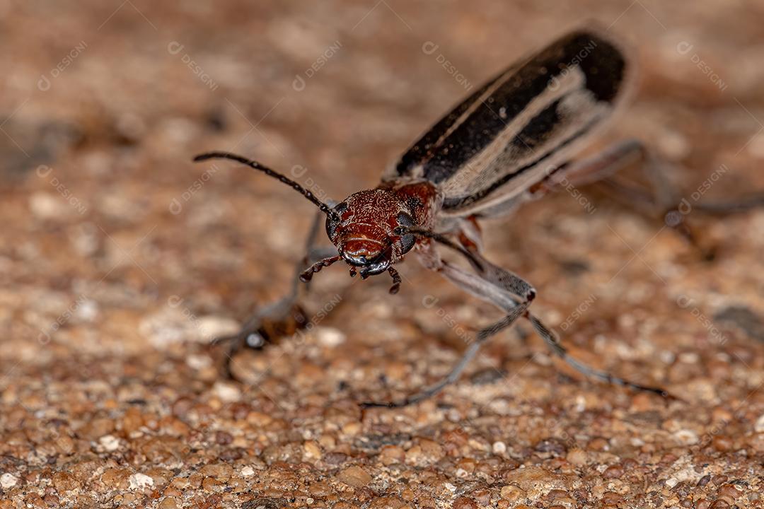 Besouro Blister Ardente do Gênero Epicauta