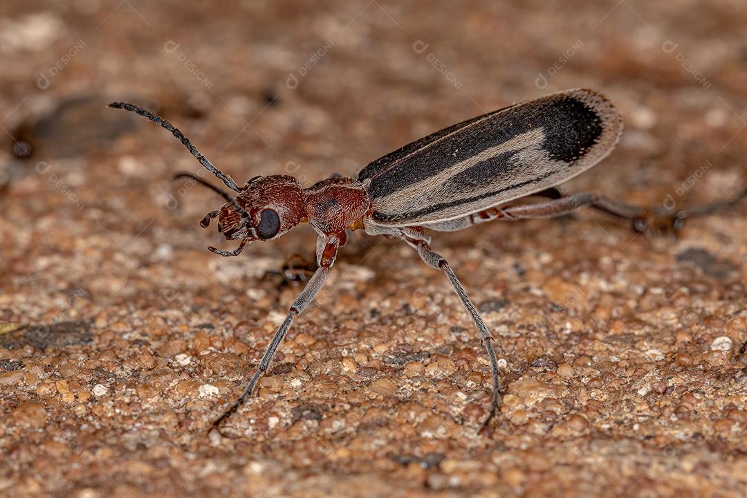 Besouro Blister Ardente do Gênero Epicauta