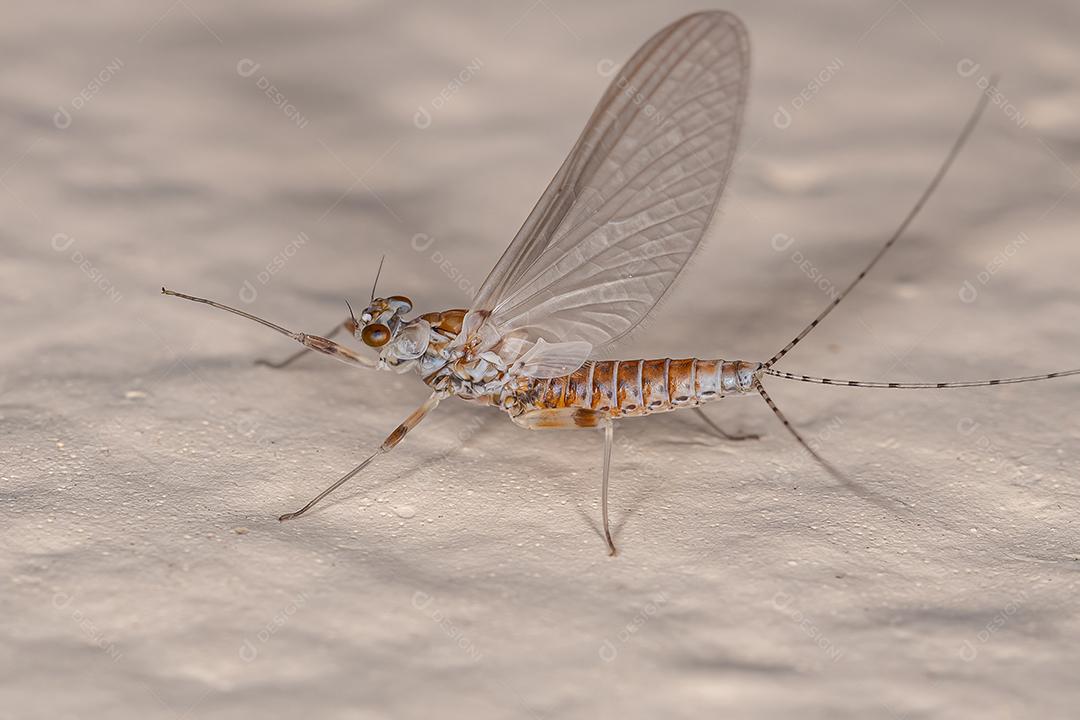 Fêmea adulta Mayfly Prong-gilled da família Leptophlebiidae