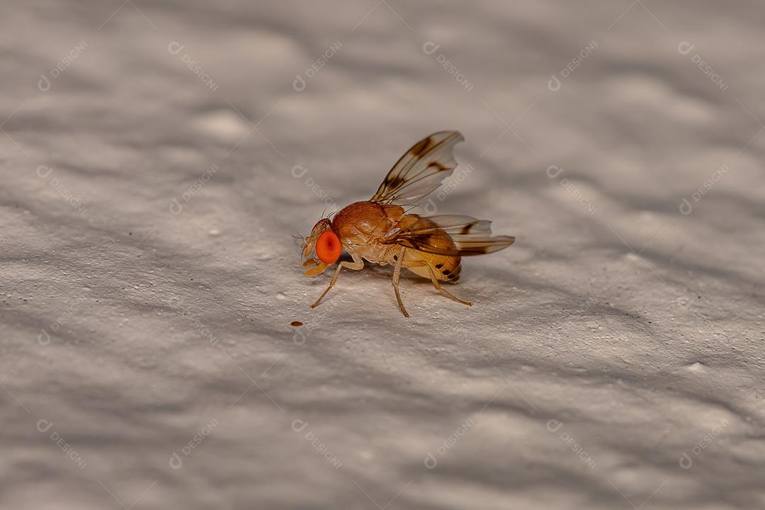 Mosca da fruta adulta da família Drosophilidae