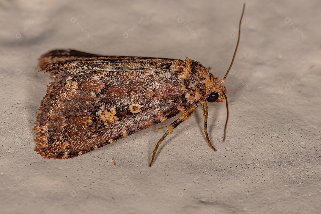 Traça adulta da família Noctuidae