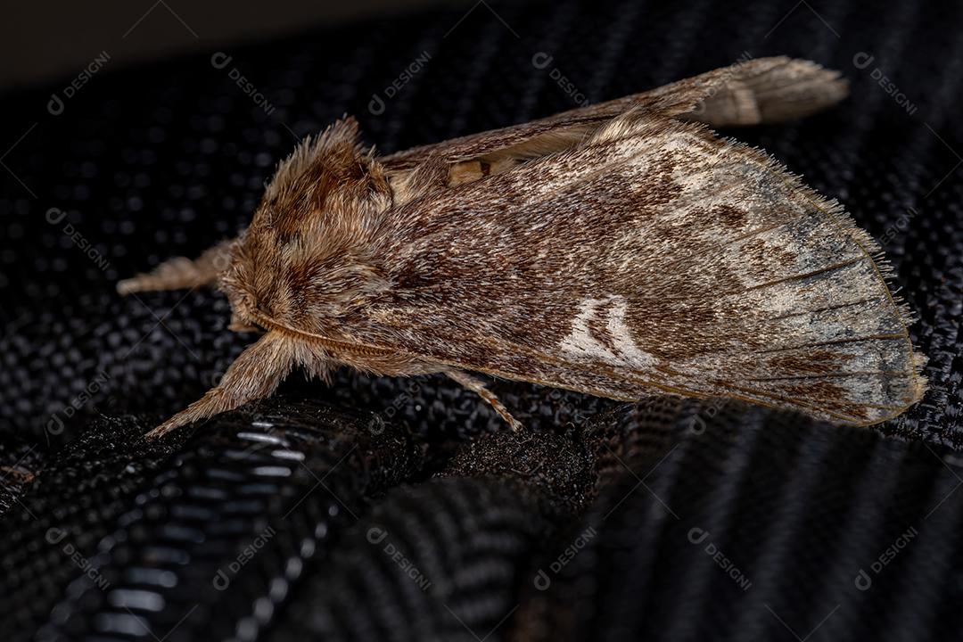 Inseto mariposa adulto da ordem lepidoptera