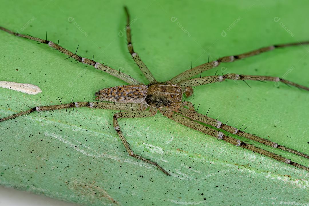 Aranha-caranguejo-corredor macho adulto da família Philodromidae