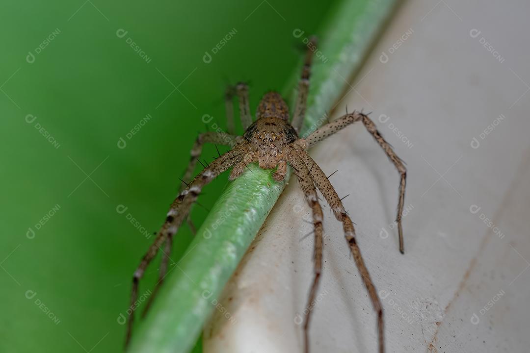 Aranha-caranguejo-corredor macho adulto da família Philodromidae