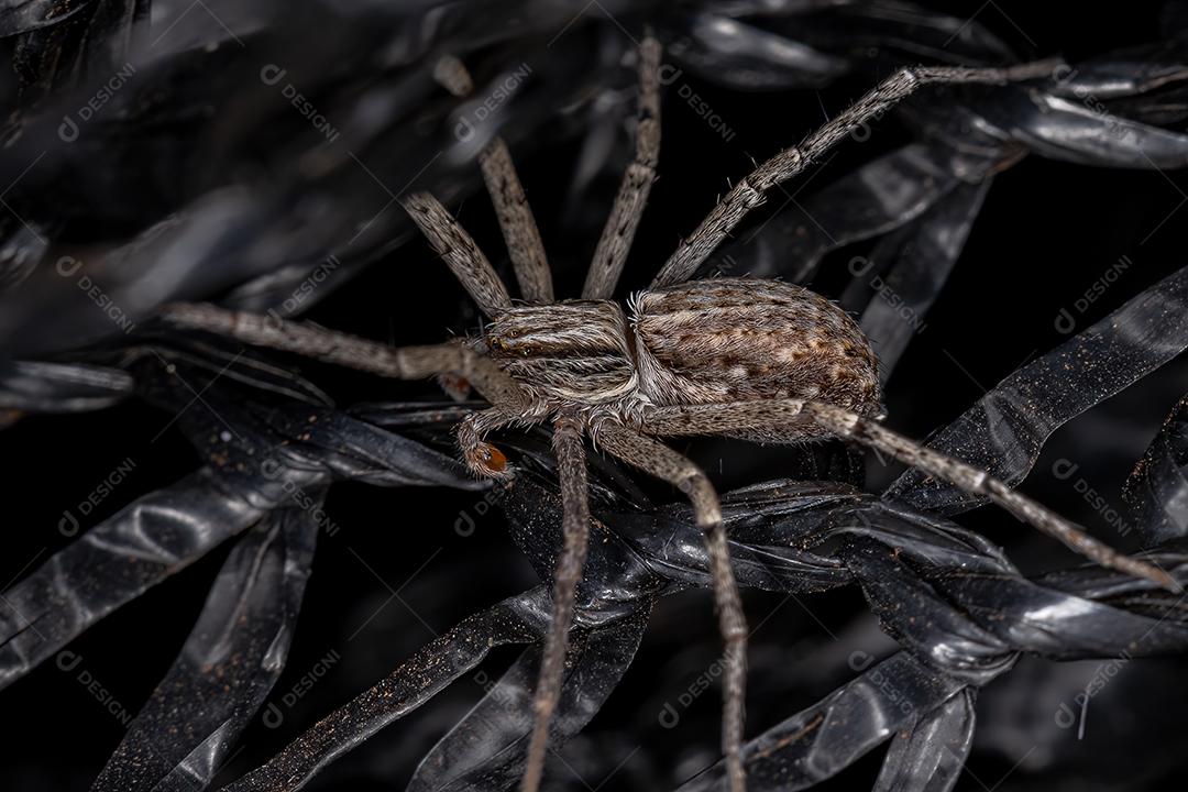 Aranha-caranguejo-corredor macho adulto da família Philodromidae