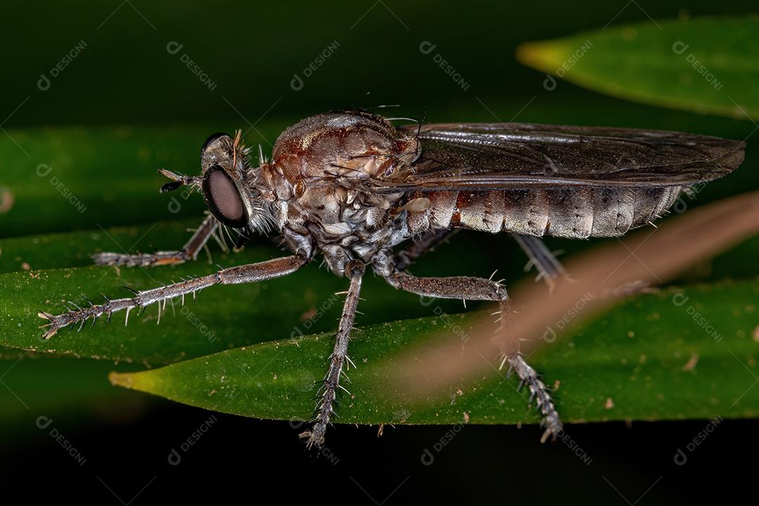 Mosca assaltante adulta da família Asilidae