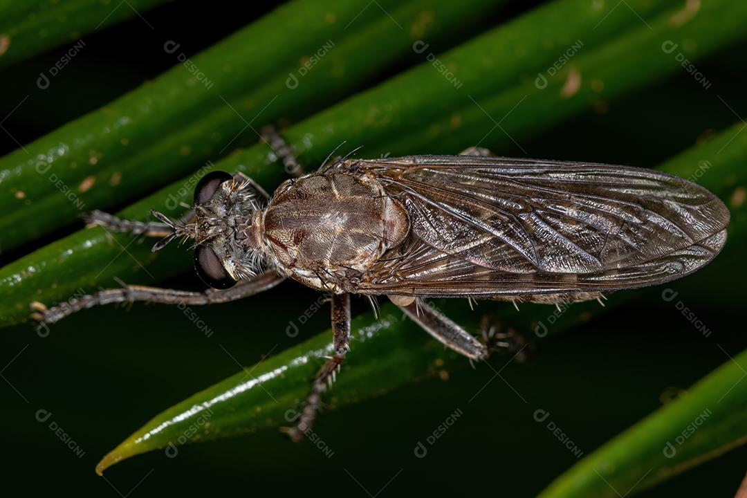 Mosca assaltante adulta da família Asilidae