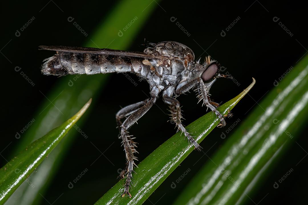 Mosca assaltante adulta da família Asilidae