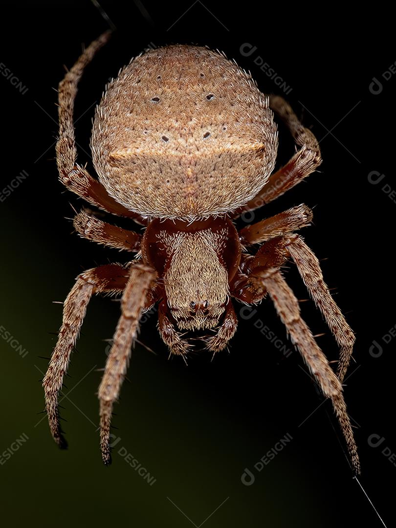 Pequena aranha orbweaver da família Araneidae