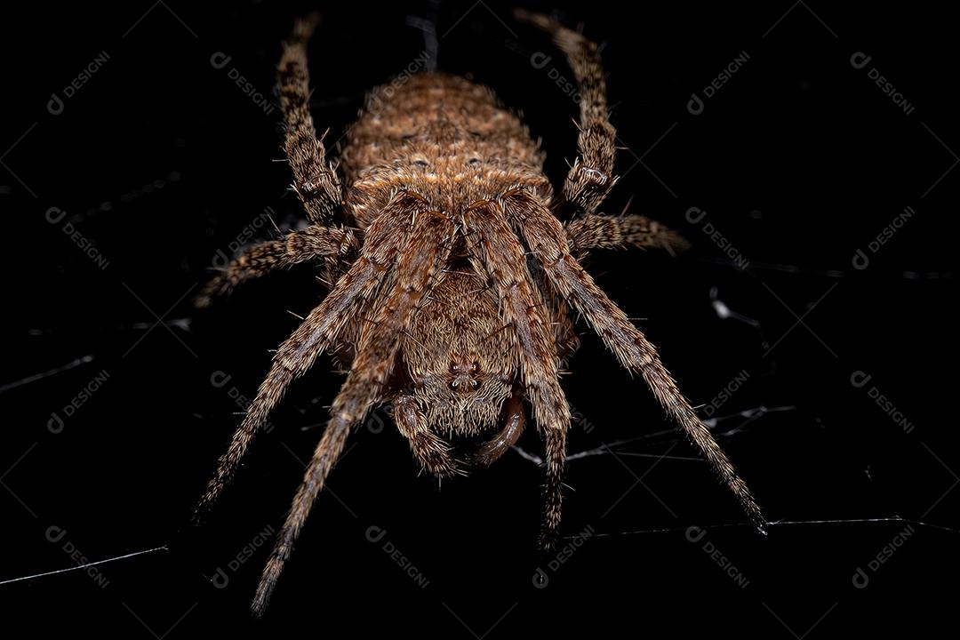 Pequena aranha orbweaver da família Araneidae