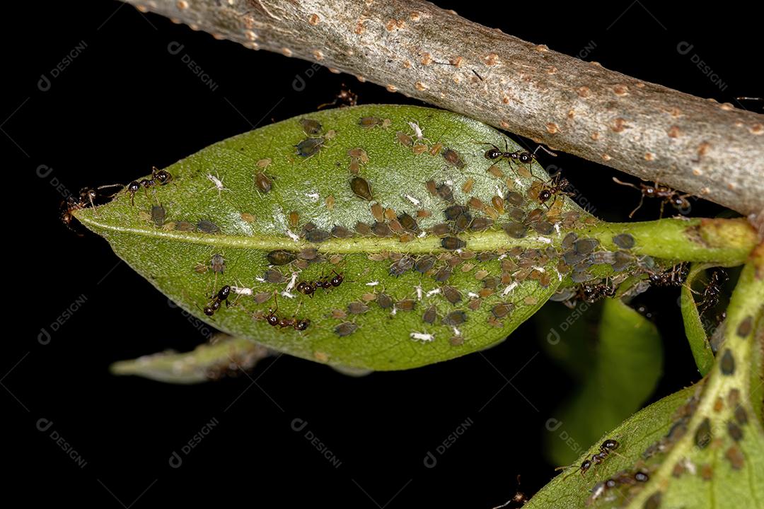 Pequenos pulgões Insetos da Família Aphididae e Formigas-de-cabeça-grande