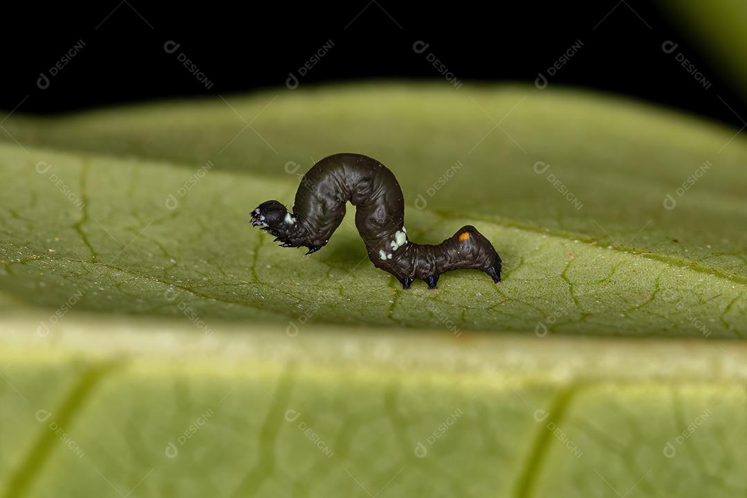 Pequena larva de borboleta da Ordem Lepidoptera