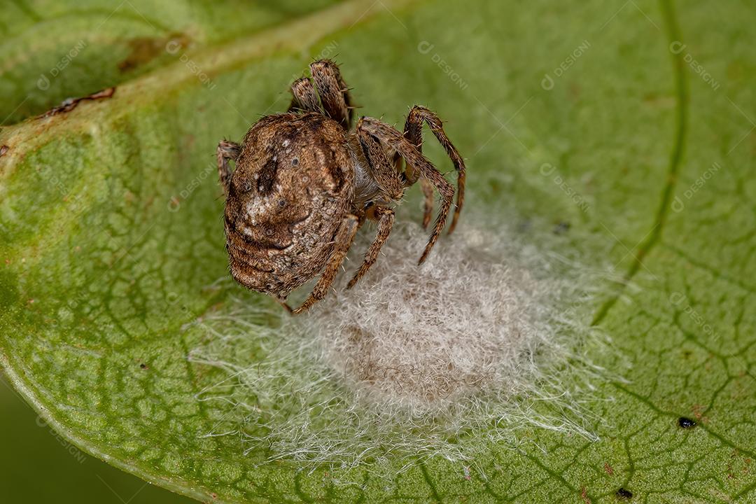 Pequena fêmea adulta Orbweaver Spider da família Araneidae cuidando de seus ovos