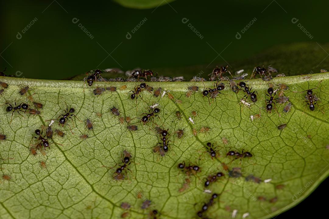 Pequenos pulgões Insetos da Família Aphididae e Formigas-de-cabeça-grande