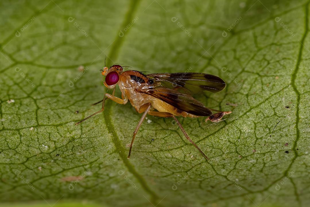 Mosca Druida adulta da Família Clusiidae