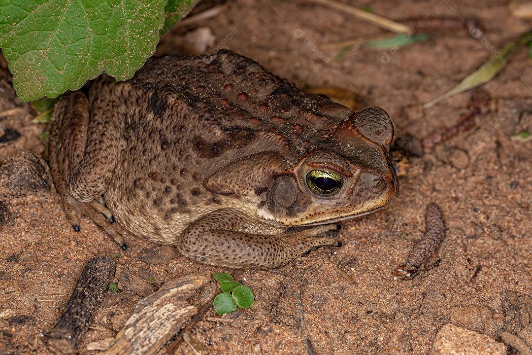 Sapo Cururu adulto da espécie Rhinella diptycha