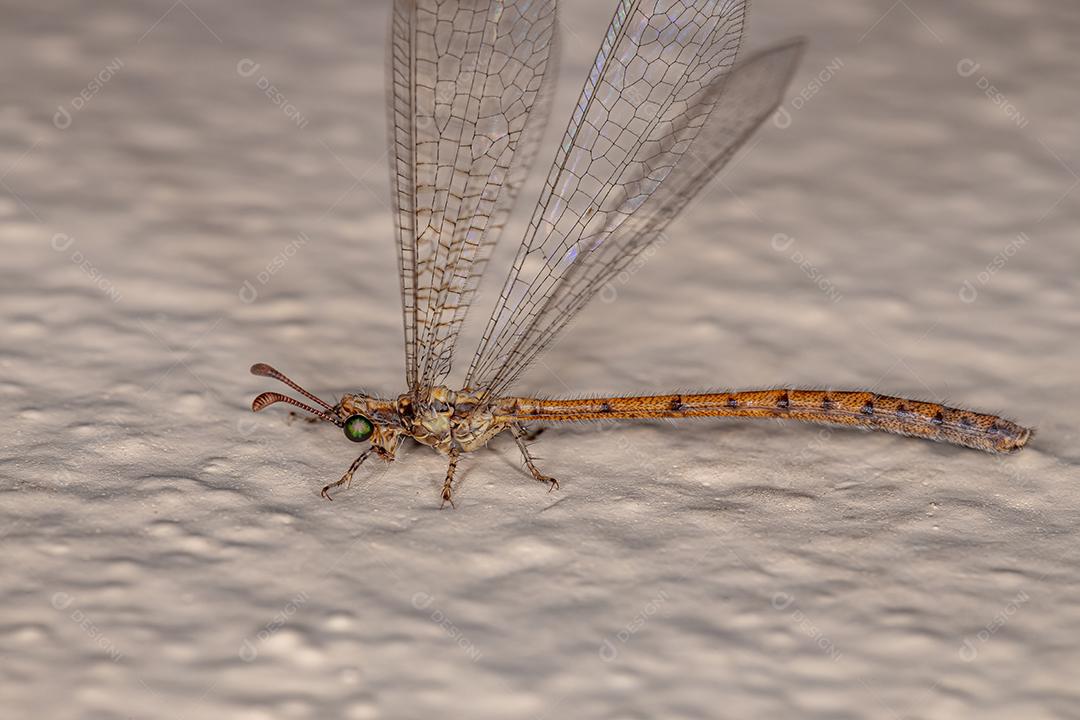 Inseto formiga-leão adulto da família Myrmeleontidae