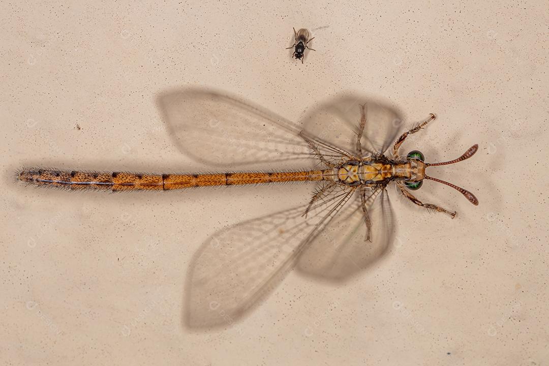 Inseto formiga-leão adulto da família Myrmeleontidae