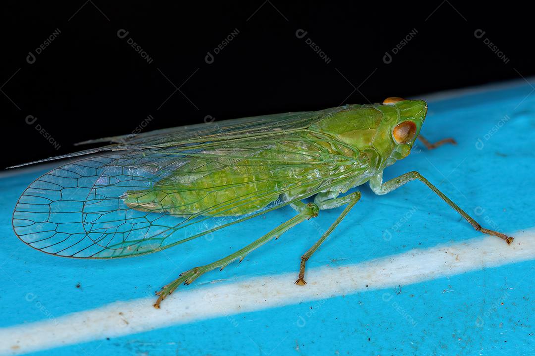 Inseto verde adulto Dictyopharidae Planthopper da família Dictyopharidae