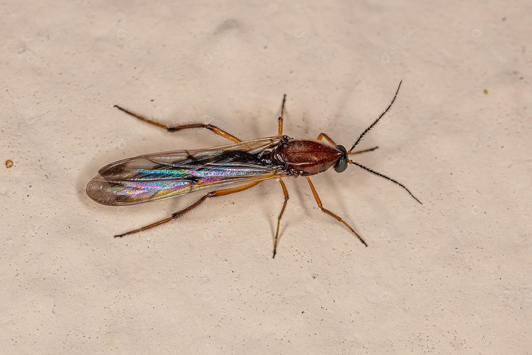 Midge mordedor adulto do gênero Stenoxenus