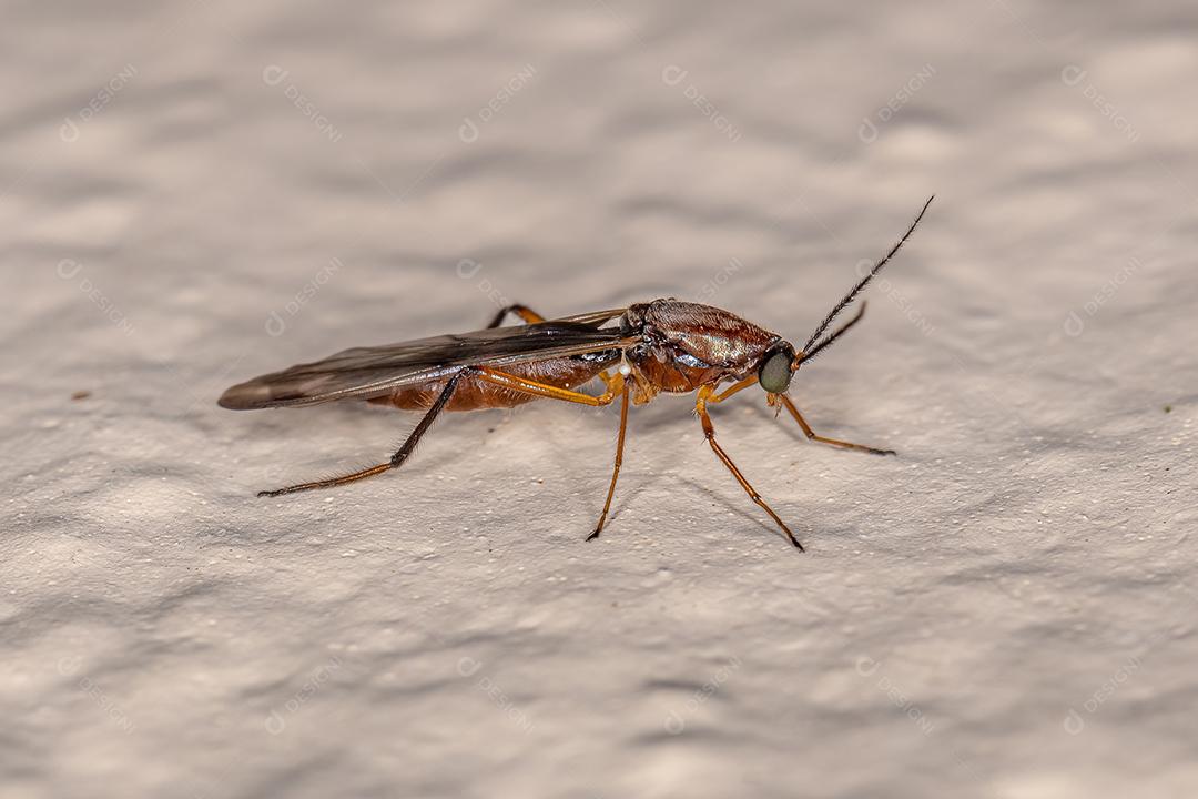 Midge mordedor adulto do gênero Stenoxenus