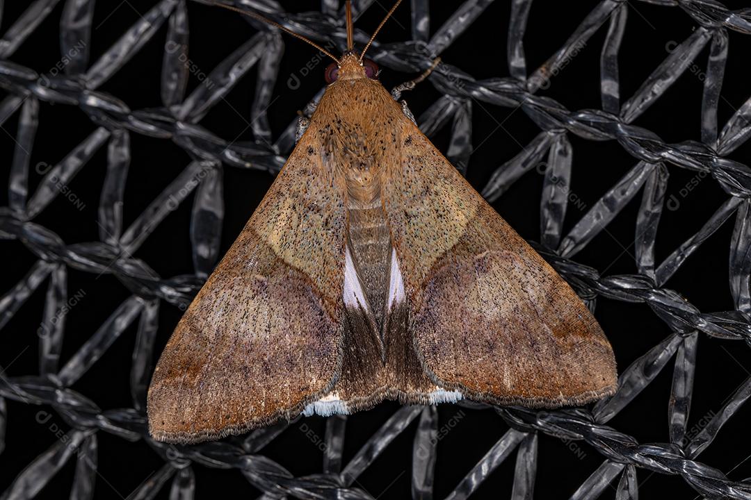 Traça Gráfica Fasciolada Adulta da espécie Melipotis fasciolaris