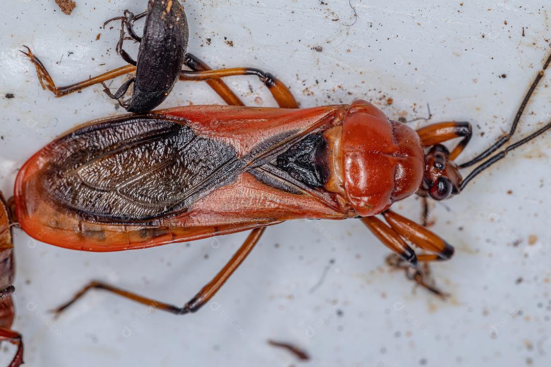 Inseto Assassino Milípede Adulto Morto do Gênero Brontostoma