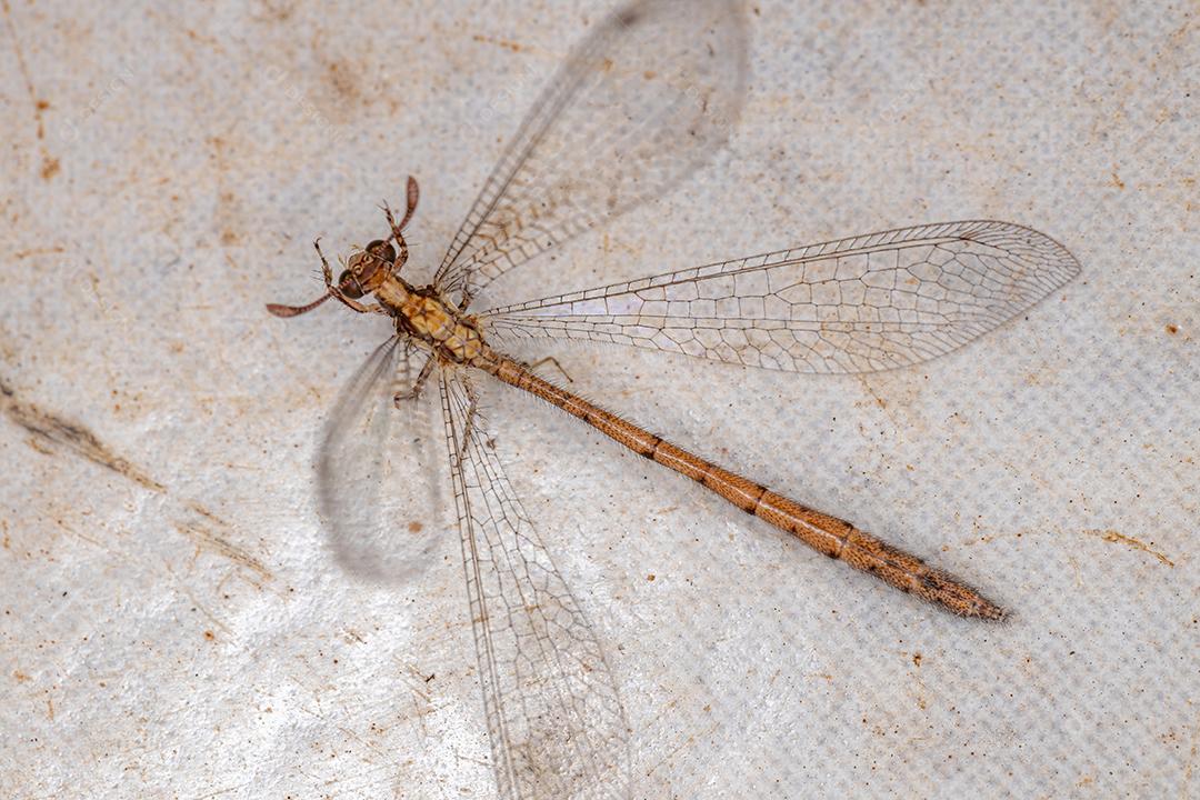 Inseto formiga-leão adulto da família Myrmeleontidae