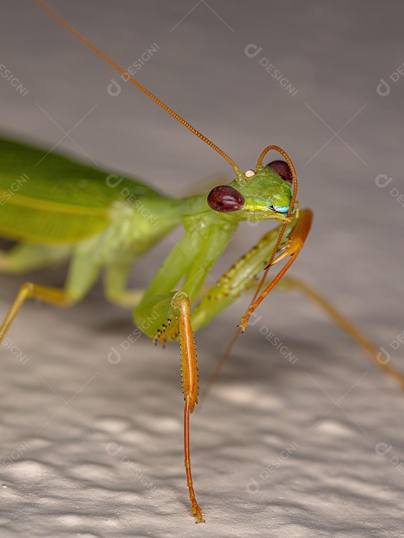 Louva-a-deus verde adulto da tribo Photinaini