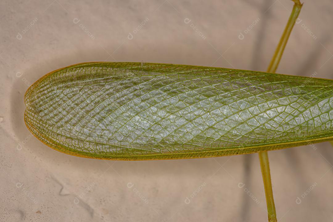 Louva-a-deus verde adulto da tribo Photinaini