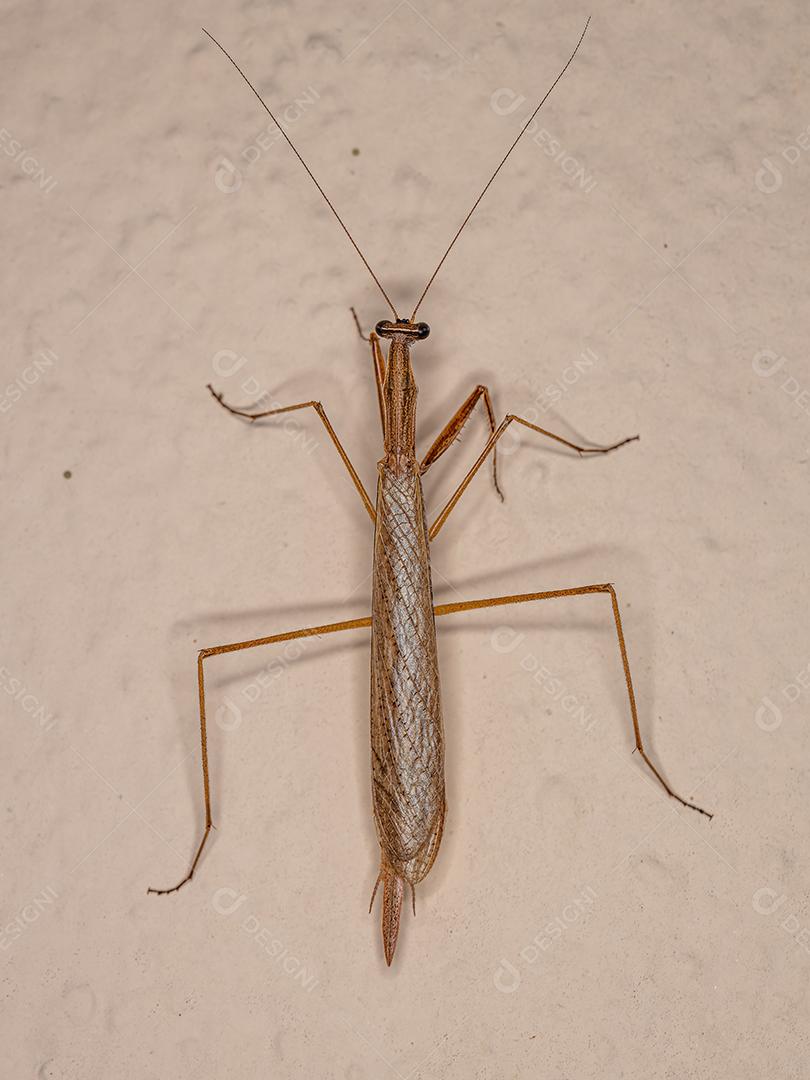 Louva-a-deus verde adulto da tribo Photinaini