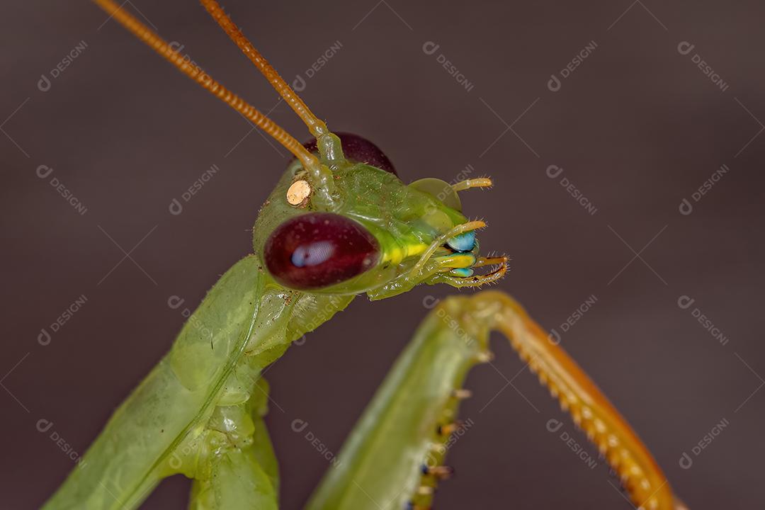 Louva-a-deus verde adulto da tribo Photinaini