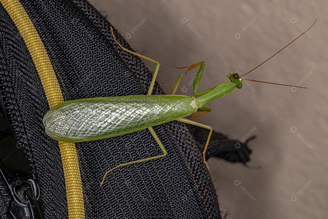 Louva-a-deus verde adulto da tribo Photinaini