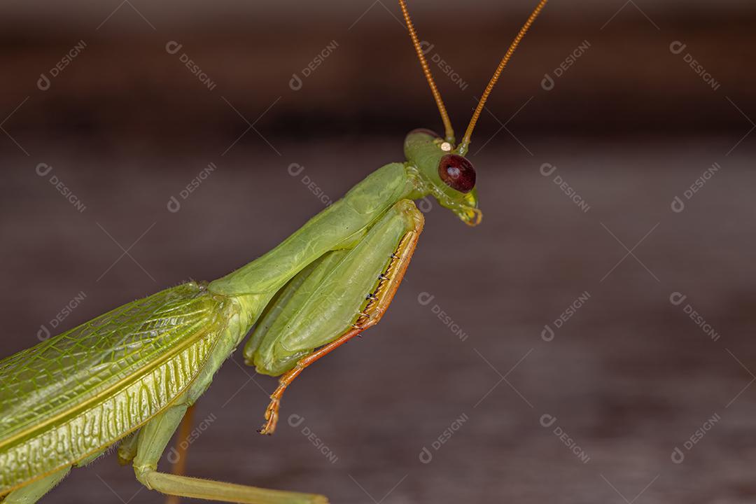 Louva-a-deus verde adulto da tribo Photinaini