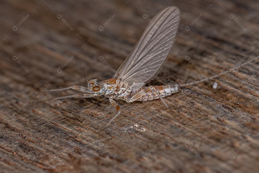 Fêmea adulta Mayfly Prong-gilled da família Leptophlebiidae