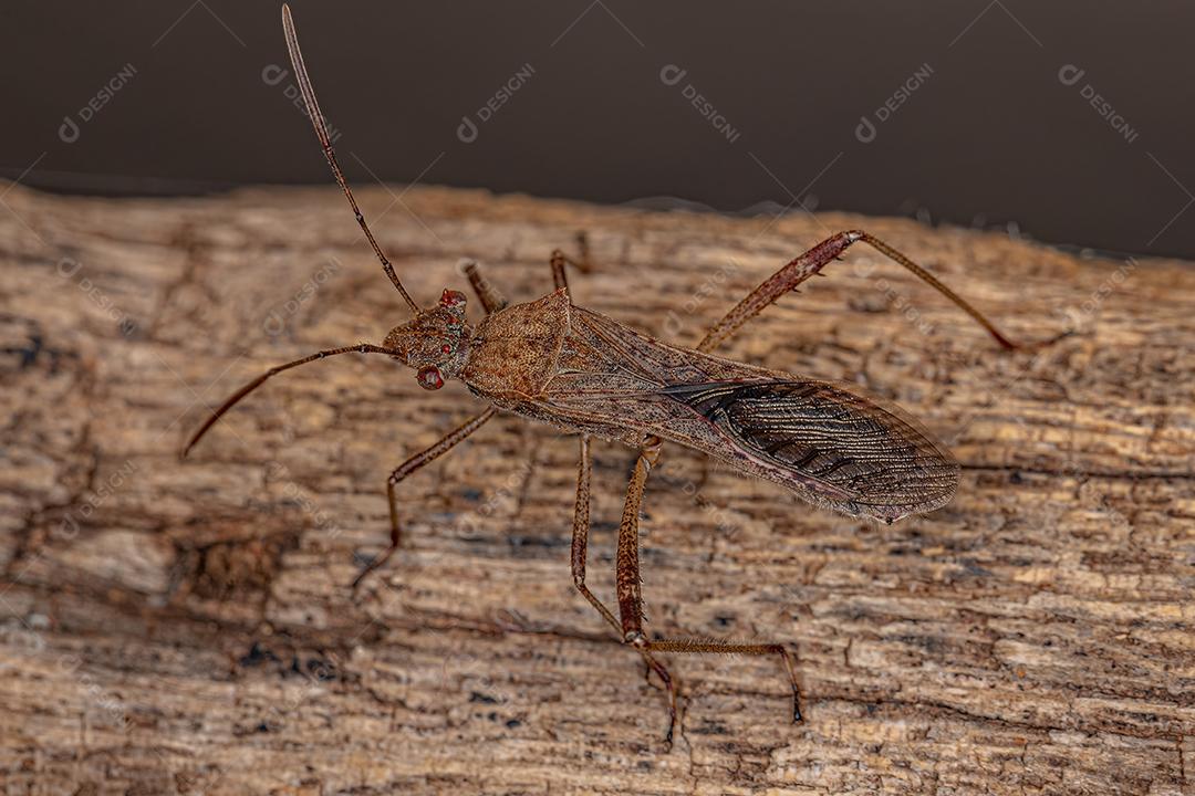 Inseto de cabeça larga adulto da subfamília Alydinae