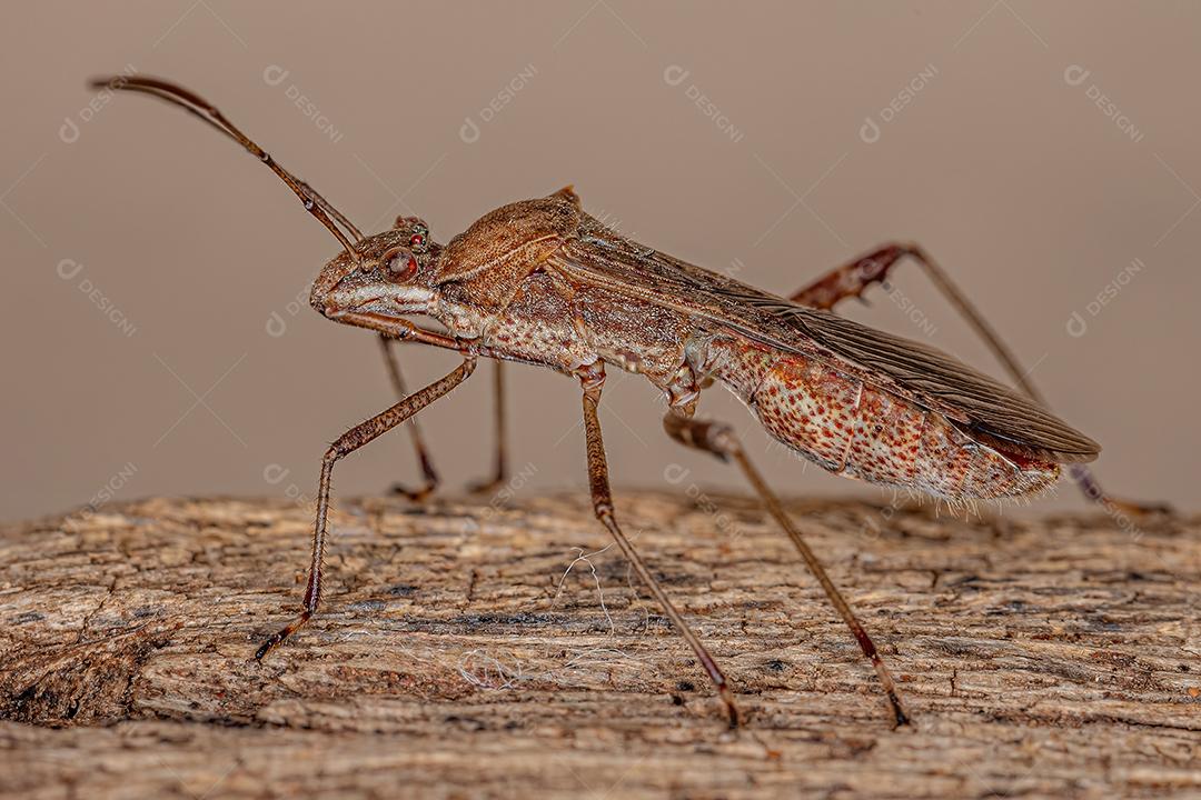 Inseto de cabeça larga adulto da subfamília Alydinae