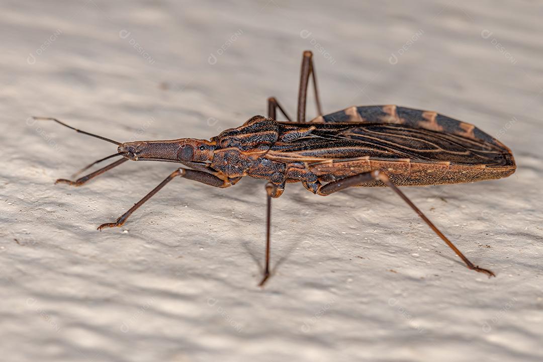 Conenose sugadora de sangue adulta do gênero Rhodnius