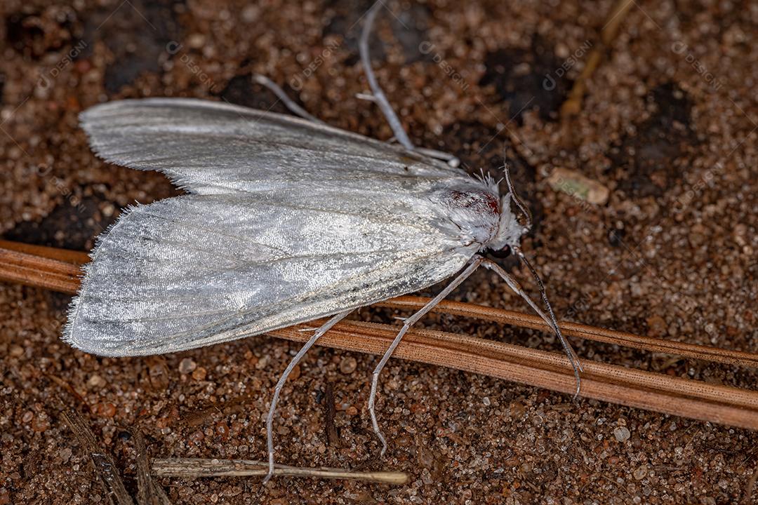 Inseto mariposa adulto da ordem lepidoptera