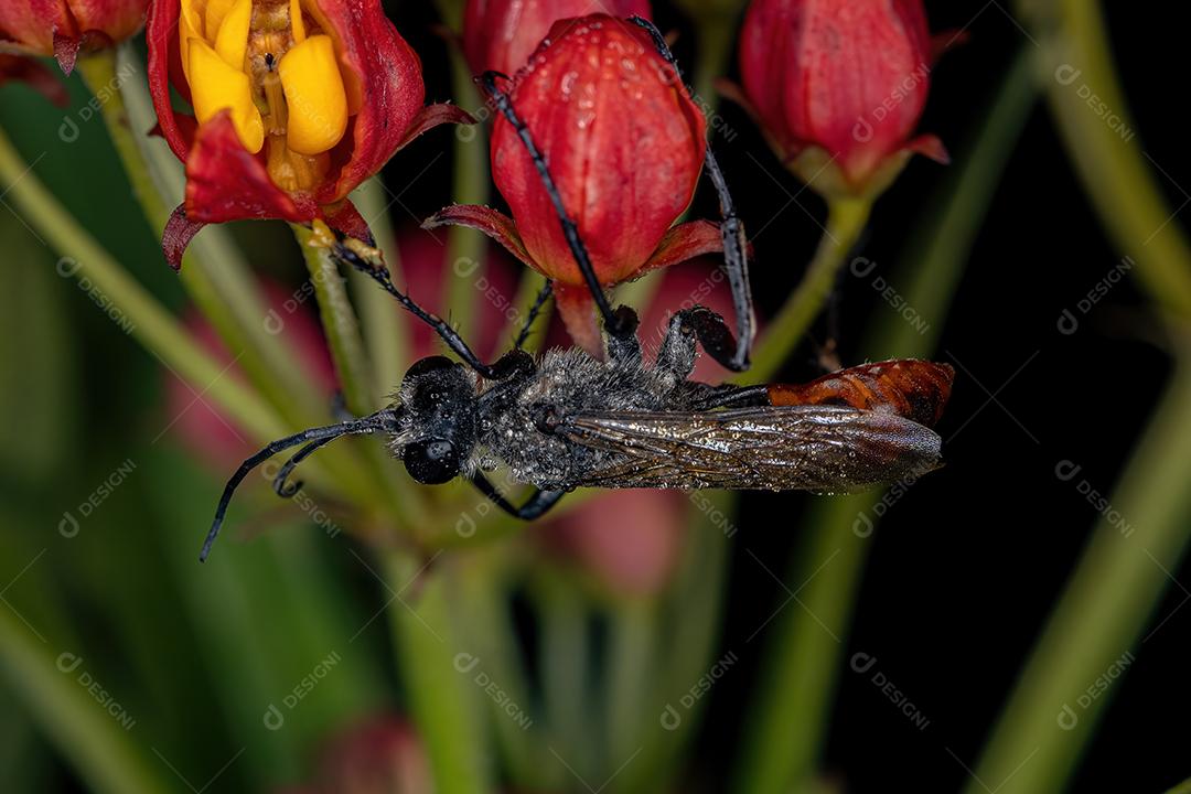 Vespa de cintura fina adulta do gênero Prionyx
