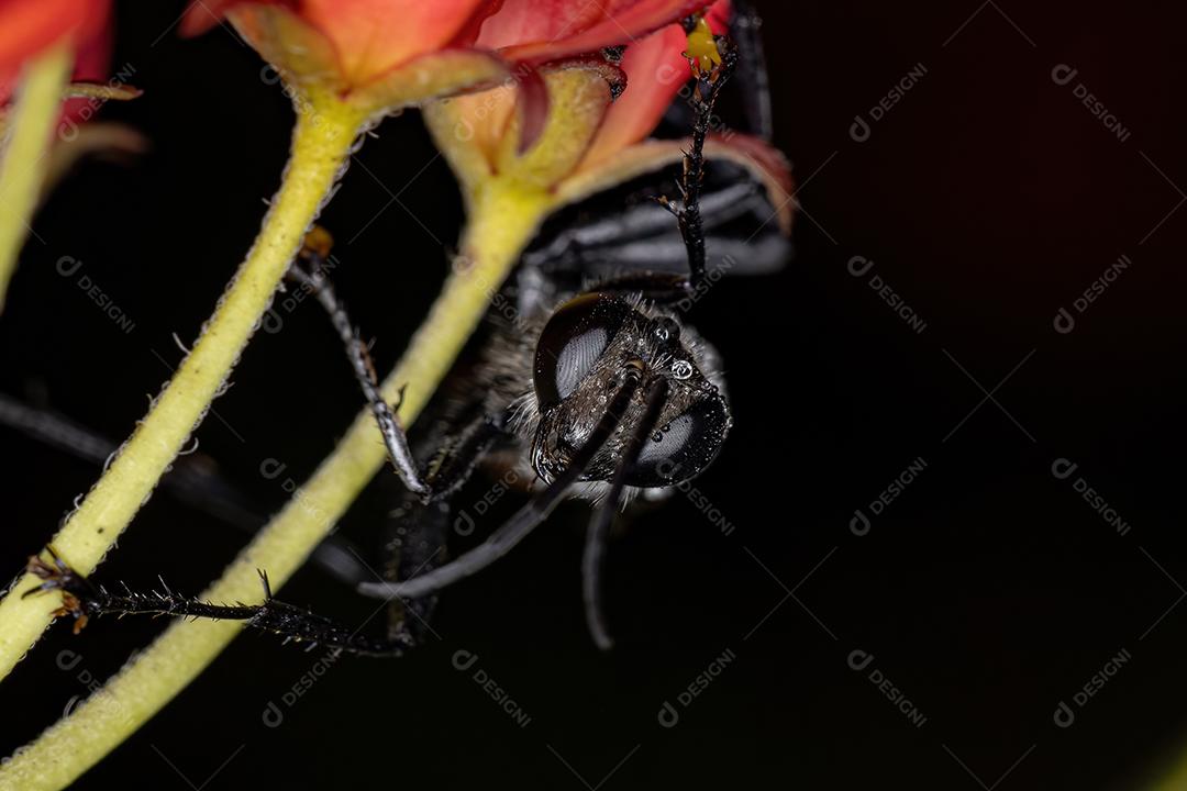 Vespa de cintura fina adulta do gênero Prionyx