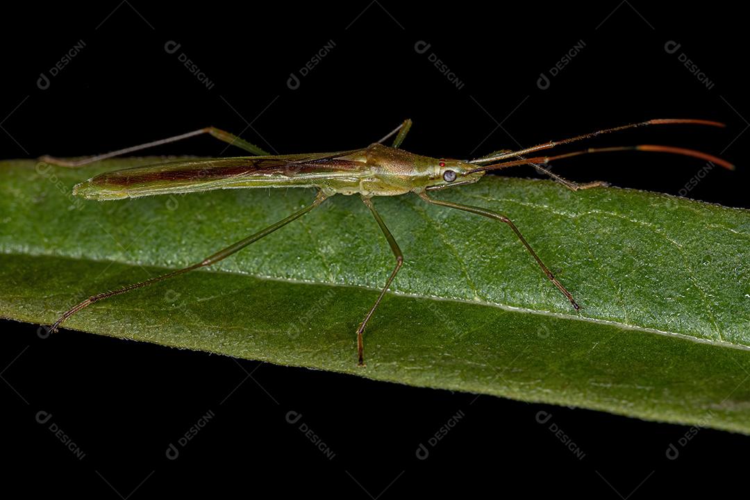 Inseto de arroz adulto do gênero Stenocoris