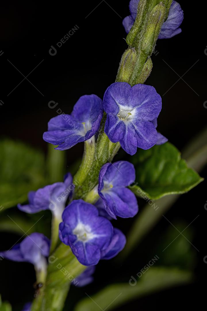 Rattail Plant Flores da espécie Stachytarpheta cayennensis