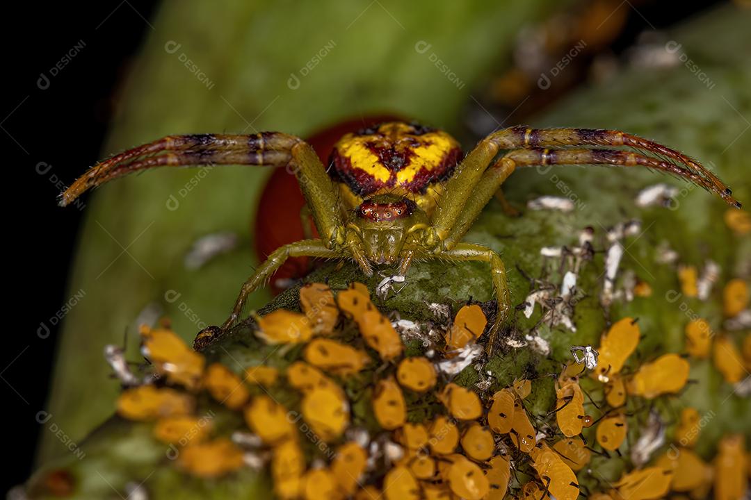 Aranha-caranguejo fêmea adulta da família Thomisidae