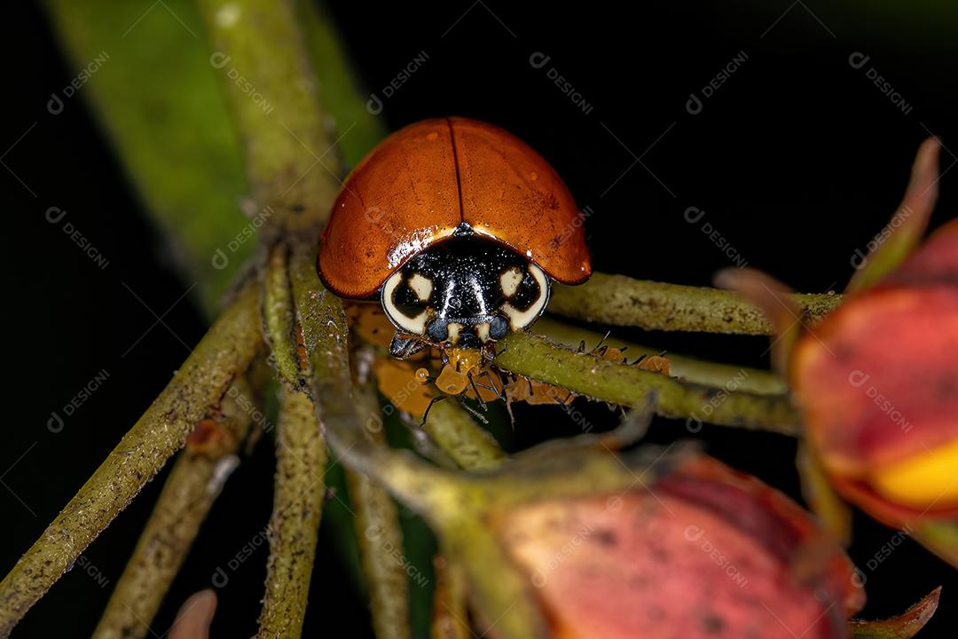 Besouro adulto impecável da espécie Cycloneda sanguinea