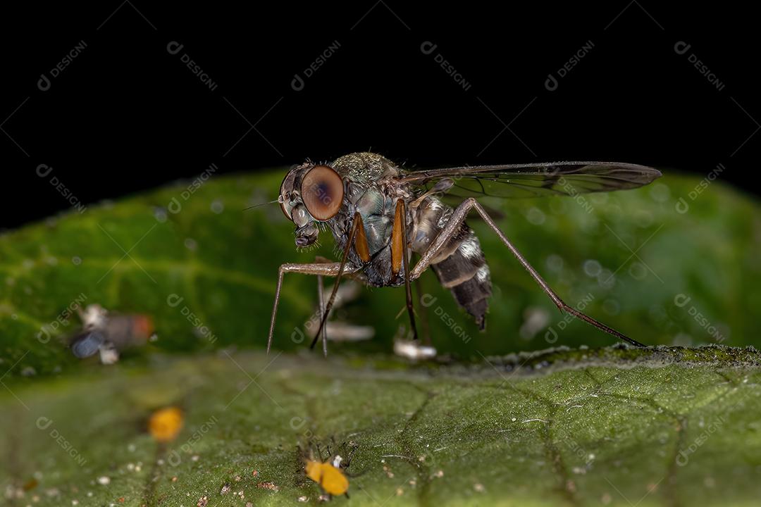 Snipe Fly adulto da família Rhagionidae